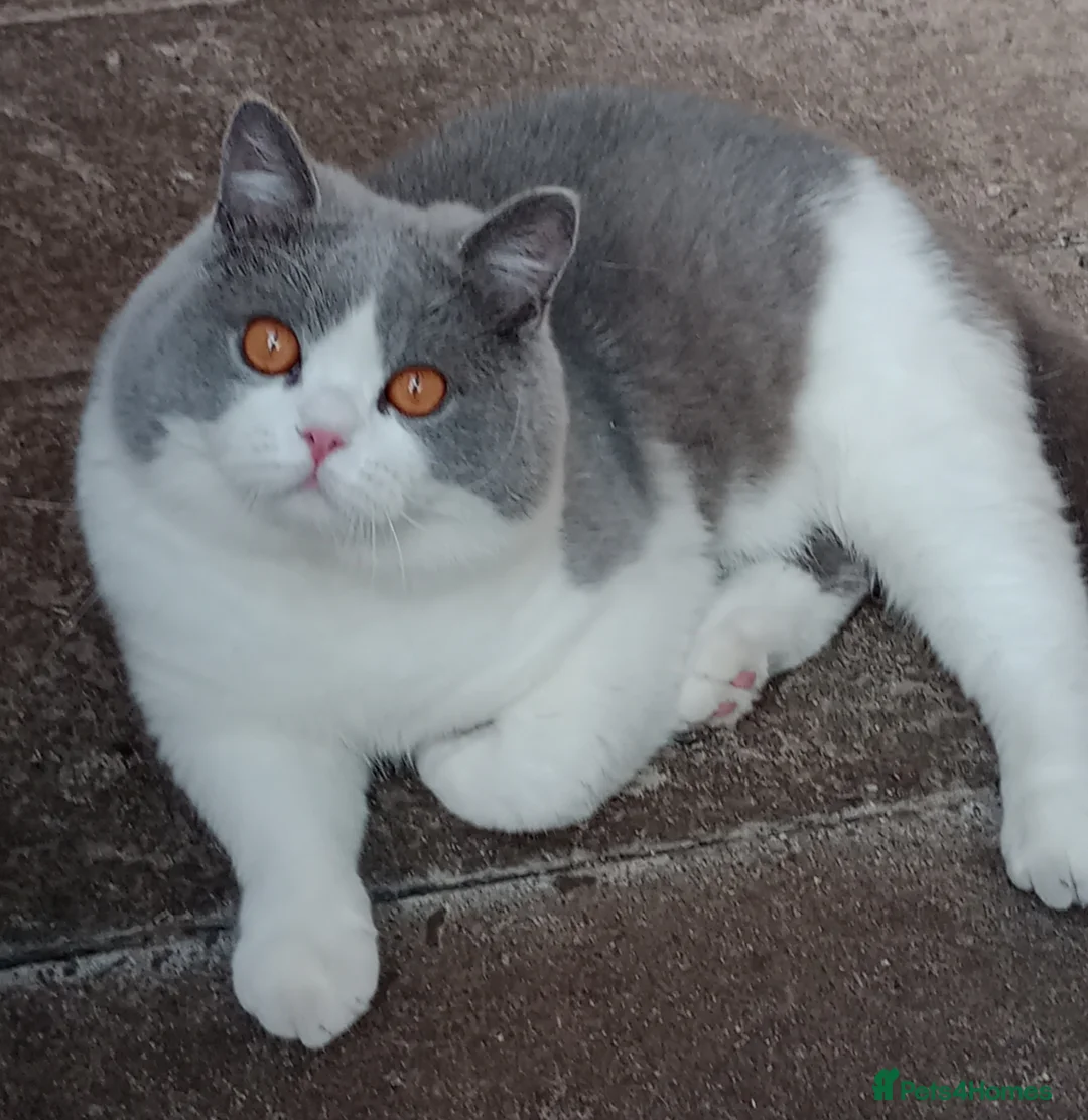 British Shorthair cats for stud: Gccf Studs Blues Lilac, Blue Bi, Cream bi Bi in Manchester - Advert 4