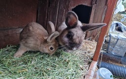 Mixed Breed rabbits for sale: Super cute bunny babies 🐰😍🐰 - Image 12