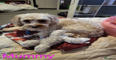 Cavapoo dogs - Advert 9