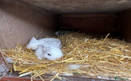 Lionhead rabbits for sale: 4x beautiful lion head bunnies for sale - Image 3