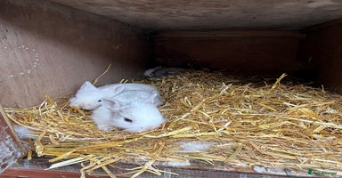 Lionhead rabbits - Advert 11
