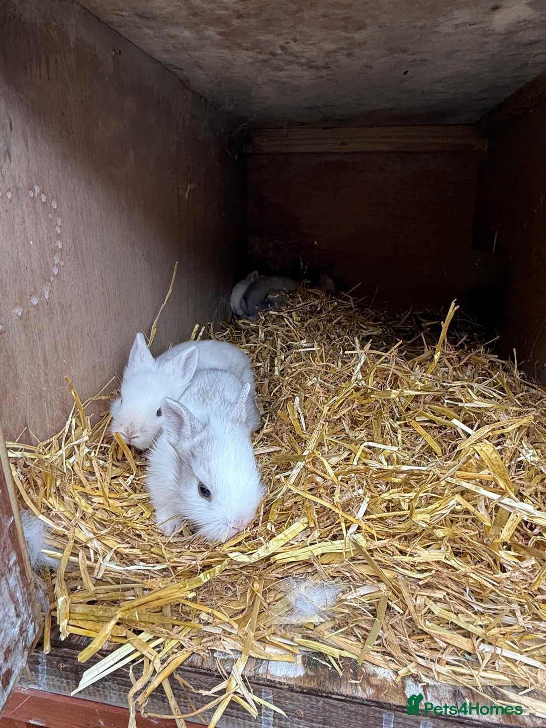 Lionhead rabbits for sale: 4x beautiful lion head bunnies for sale - Image 3