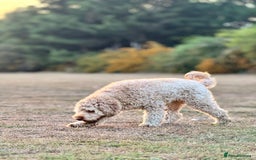 Cockapoo dogs for sale: LOVELY COCKAPOO FEMALE AFTER A NEW FAMILY HOME!!!! - Image 4
