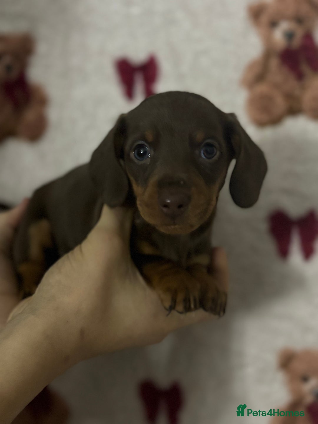 Dachshund dogs for sale: 🎅beautiful dachshund puppies🎅 - Advert 6