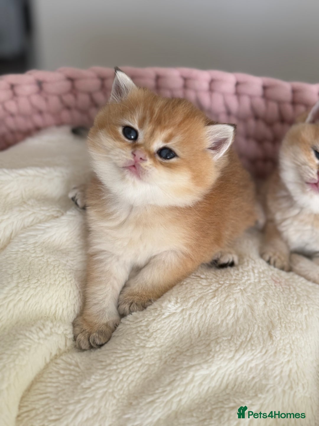 British Shorthair cats for sale: Golden Blue British Shorthair kittens  - Advert 36