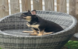 French Bulldog dogs for sale: Black & tan female french bulldog  - Image 2