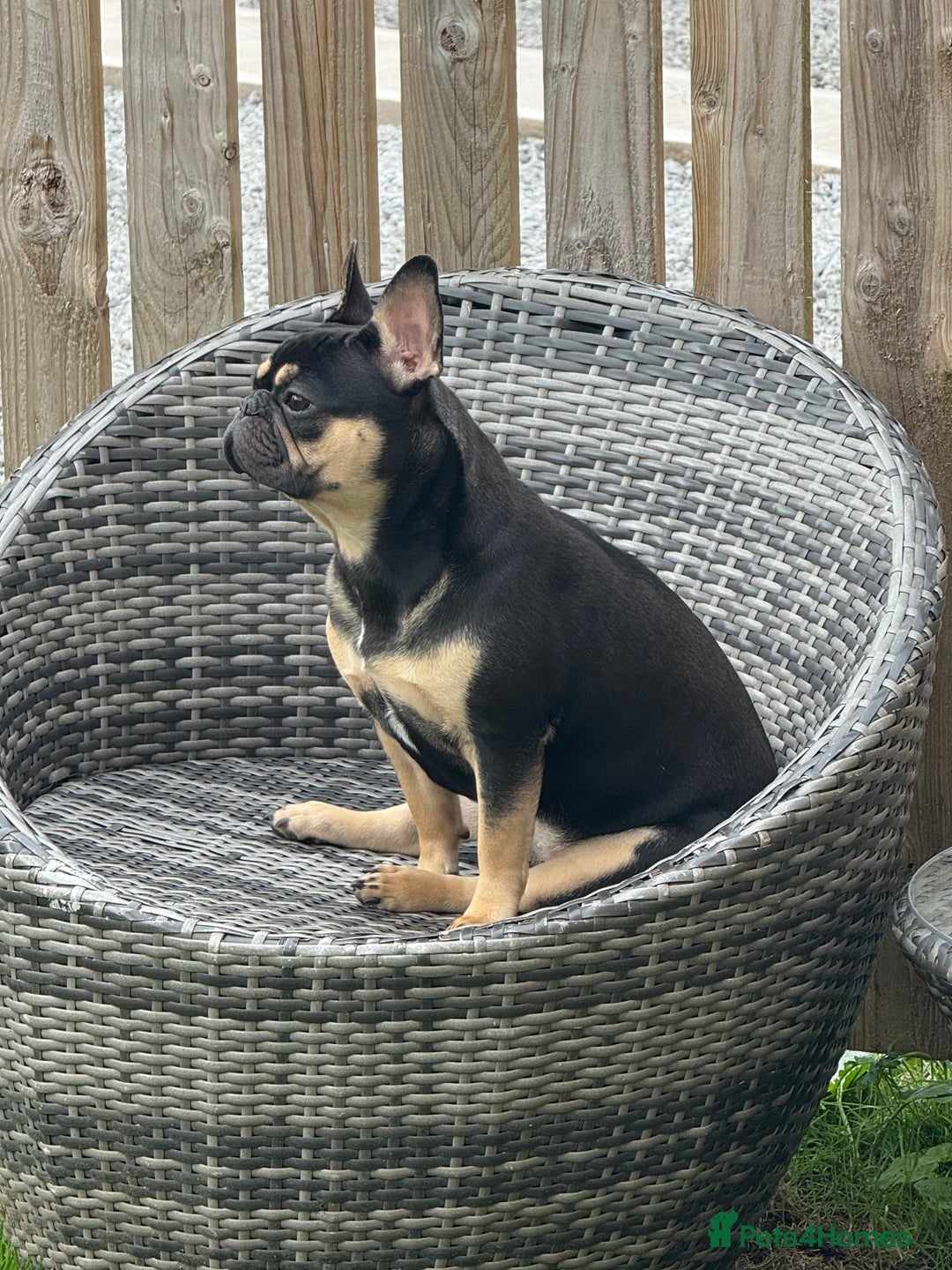 French Bulldog dogs for sale: Black & tan female french bulldog  - Image 2