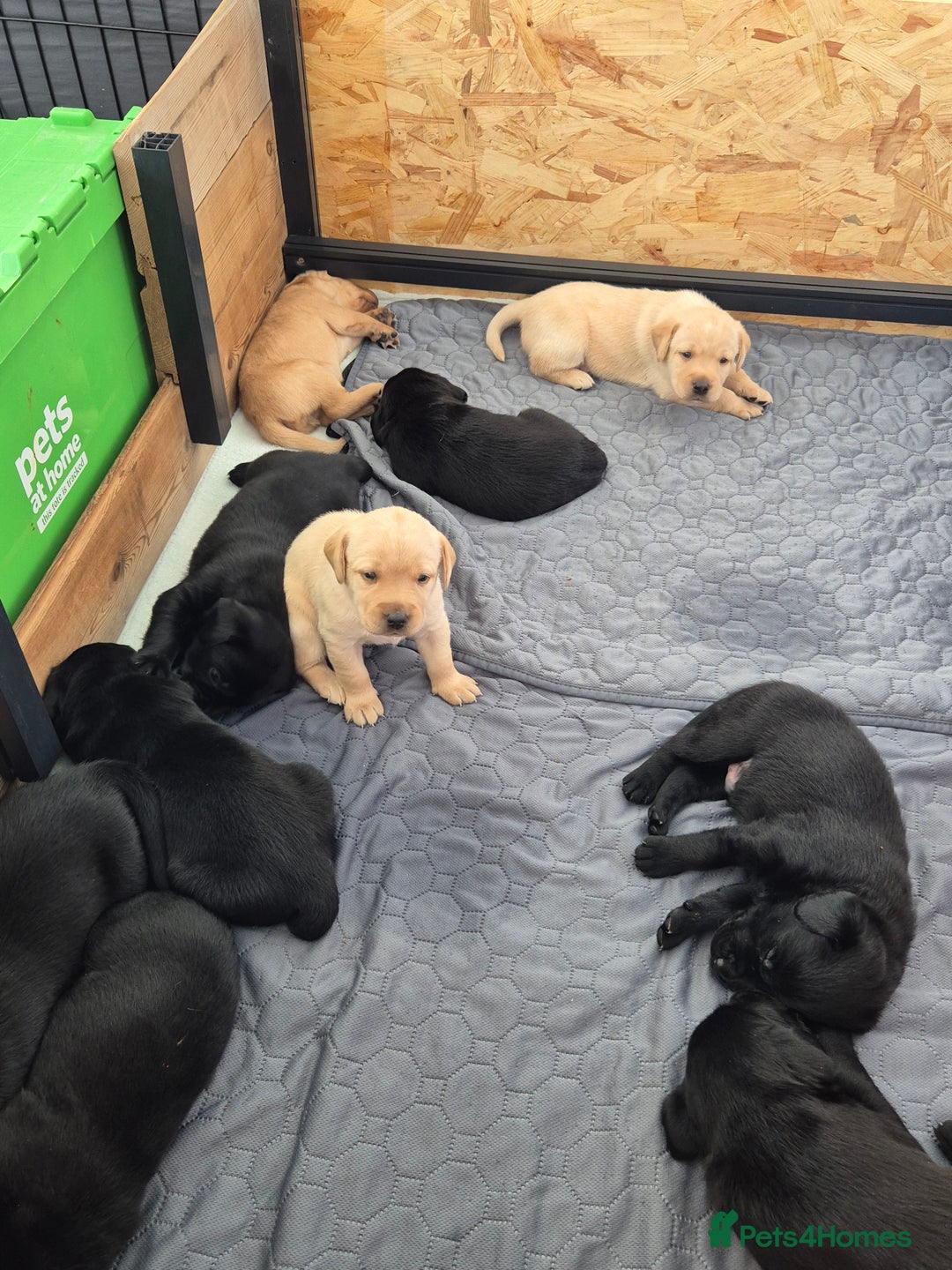 Labrador Retriever dogs for sale: Labrador puppies -1 black girl & 3 black boys left - Image 5