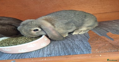 Mini Lop rabbits - Advert 5