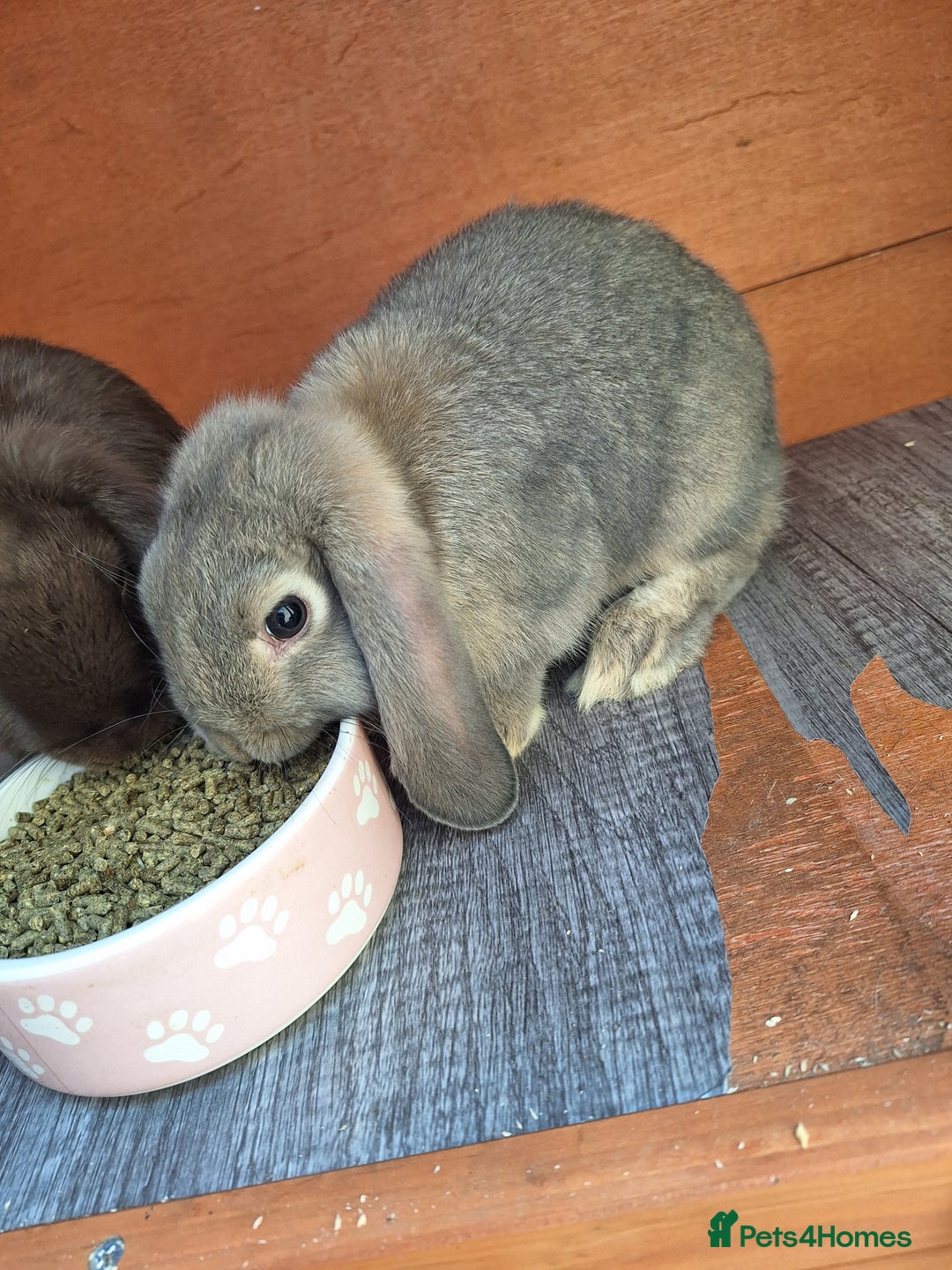 Mini Lop rabbits for sale: REDUCED Beautiful Mini Lop last boy available  - Image 2