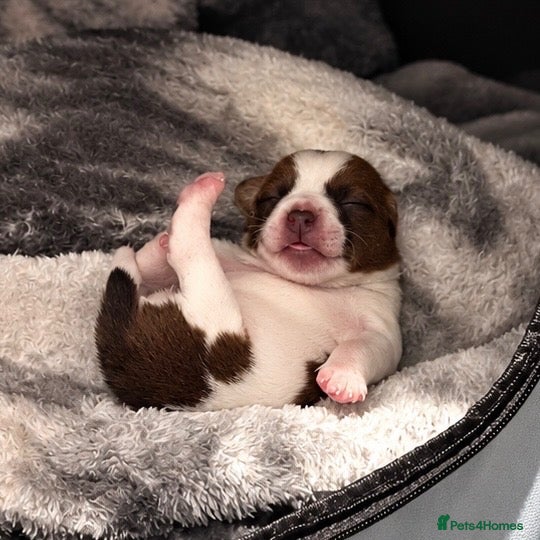 Jack Russell dogs Jack Russell Puppies 🐶  - Advert 2