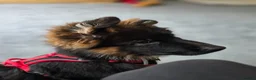 German Shepherd dogs for sale: Beautiful Black&Tan German Shepherd Male (Shadow) in Wellingborough - Advert 10