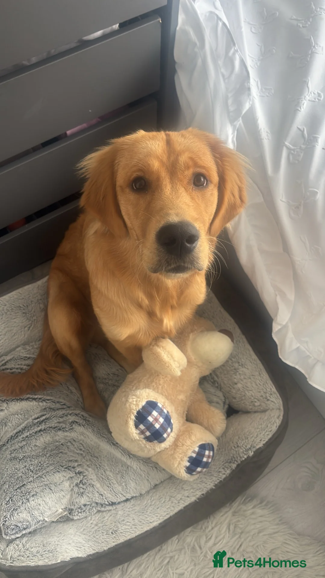 Golden Retriever dogs for sale: KC GOLDEN Retriever Boy   - Advert 8