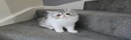 Persian cats for sale: Persian Kittens Bi-Color - Punch Face - GCCF - Advert 29