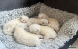 Ragdoll cats for sale: Purebred Blue Point Ragdoll Kittens 🐾 - Image 11