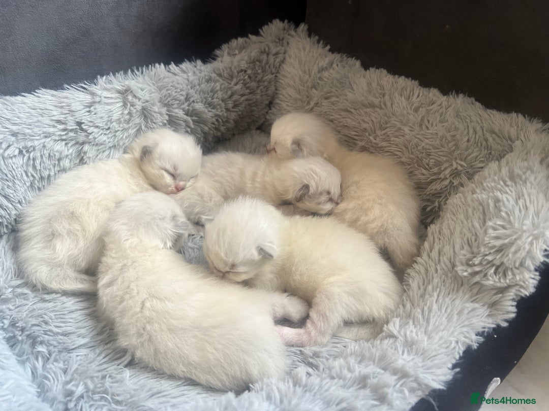 Ragdoll cats for sale: Purebred Blue Point Ragdoll Kittens 🐾 - Image 11