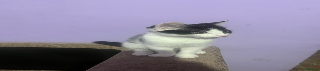 British Shorthair Kitten 1 female 