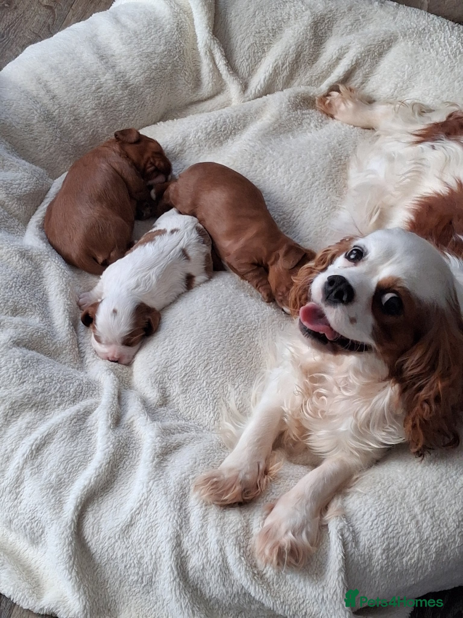 Cavalier King Charles Spaniel dogs Cavalier king Charles fully health tested lines - Advert 10