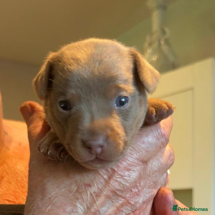 Jack Russell dogs 1 Boy - Miniature Jack Russell Pups - Lilac & Tan - Advert 3