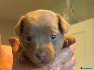 Jack Russell dogs 1 Boy - Miniature Jack Russell Pups - Lilac & Tan - Advert 3