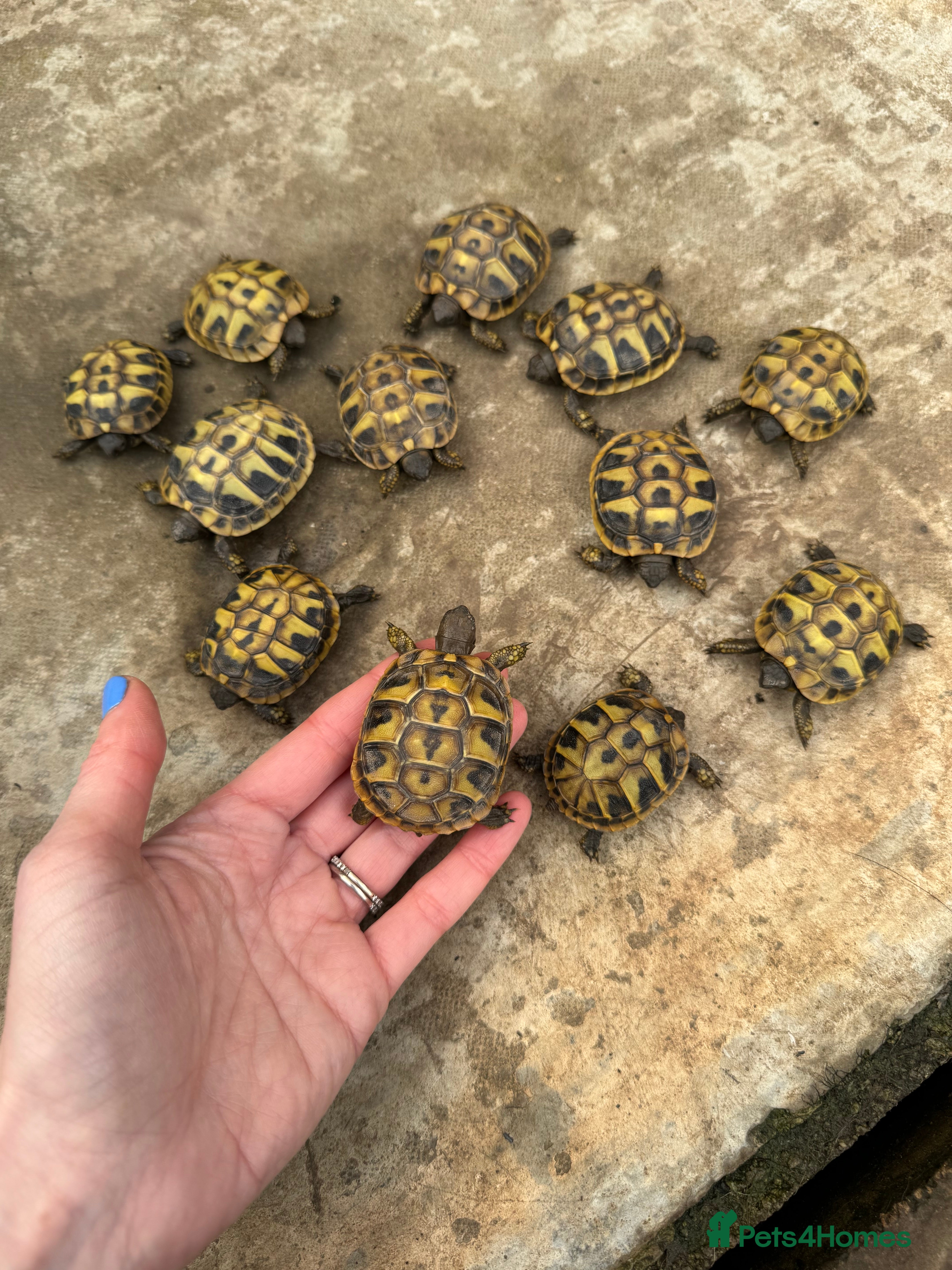 Hermann Tortoise reptiles Hermanns tortoise hatchlings  - Advert 7