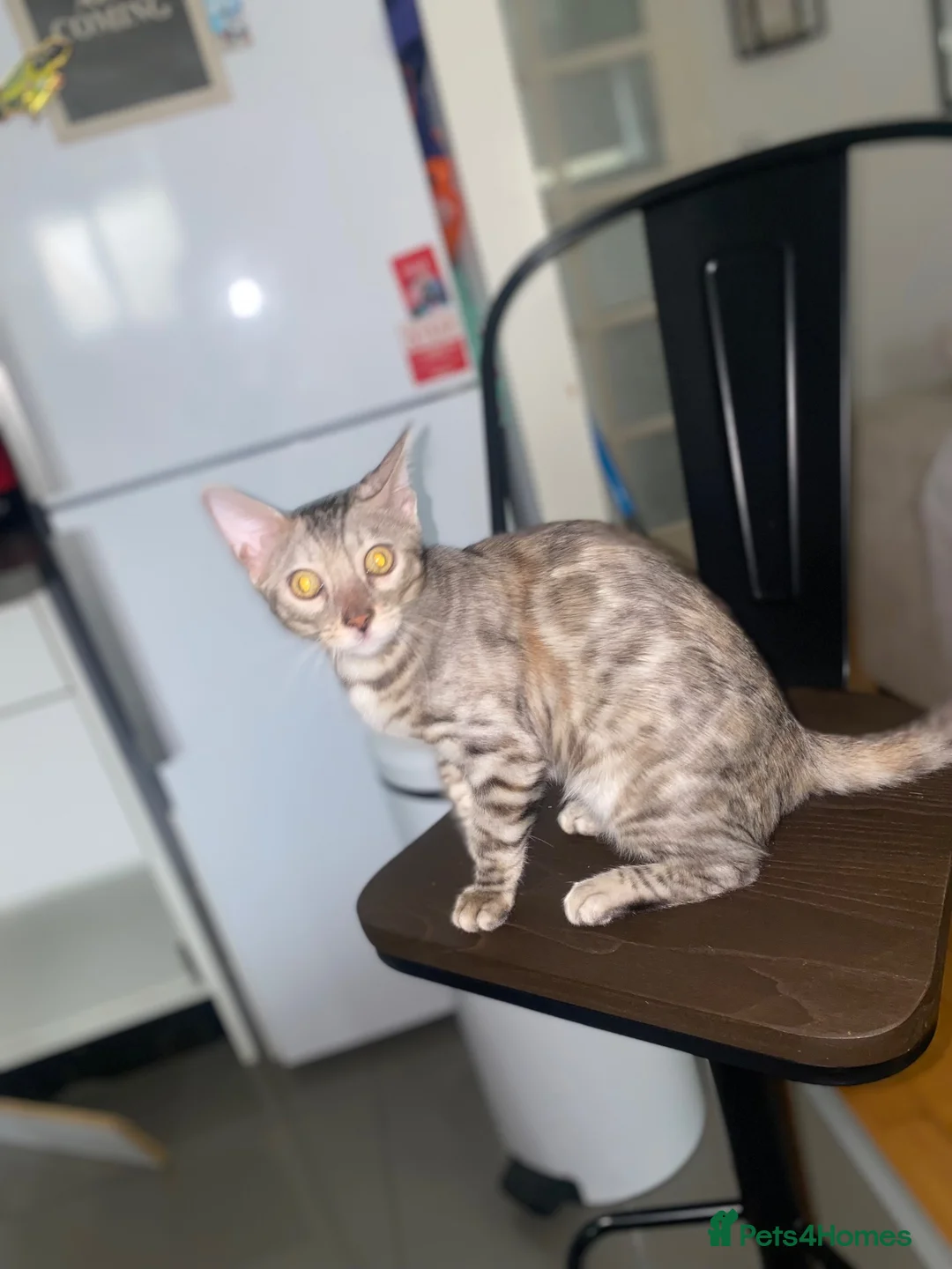 Bengal cats for sale: Bengal girls  - Advert 2