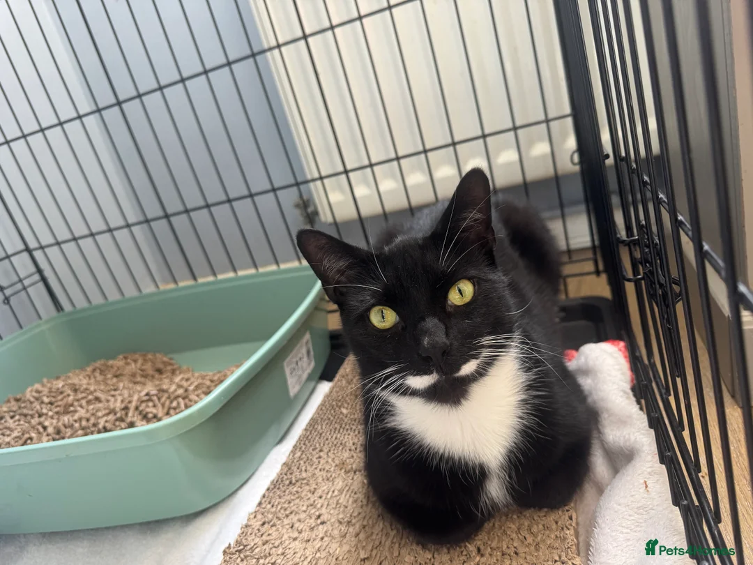 British Shorthair cats for adoption: Lovebugs Ronnie & Ruby - Adopt CIC - Advert 1