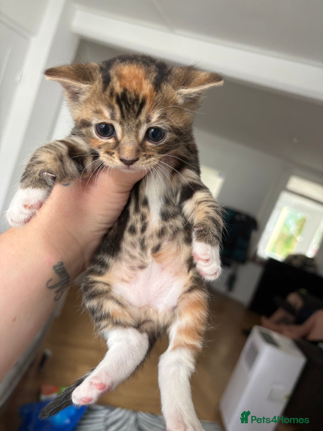 Domestic Shorthair cats for sale: Two beautiful domestic shorthair kittens - Image 7