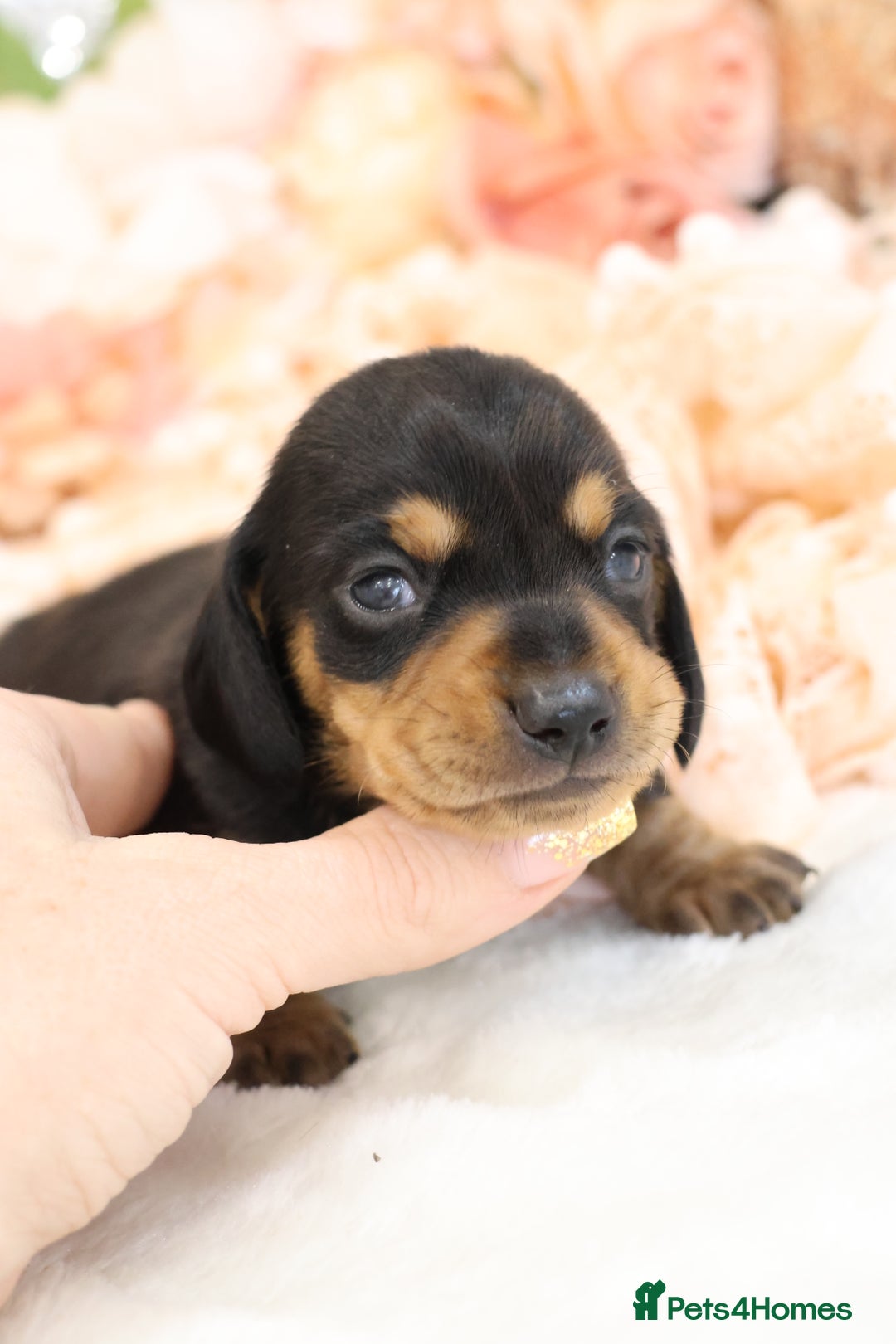Miniature Dachshund dogs for sale: KC Miniature Dachshund Puppies - Advert 15