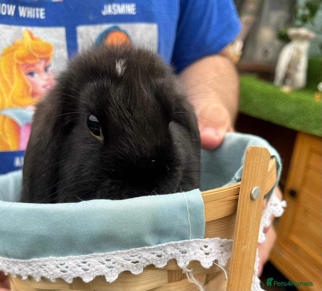 Mini Lop rabbits for sale: Autumn babies - Image 8