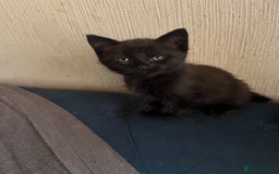 Domestic Shorthair cats for sale: Shorthair Kittens - Image 14