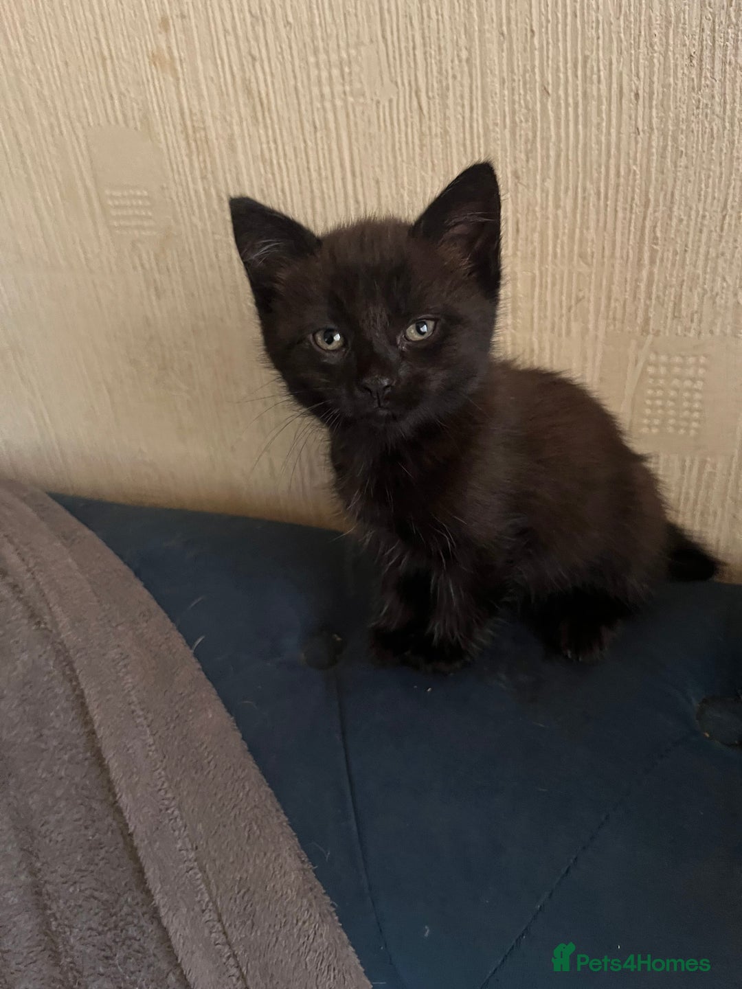 Domestic Shorthair cats for sale: Shorthair Kittens - Image 14