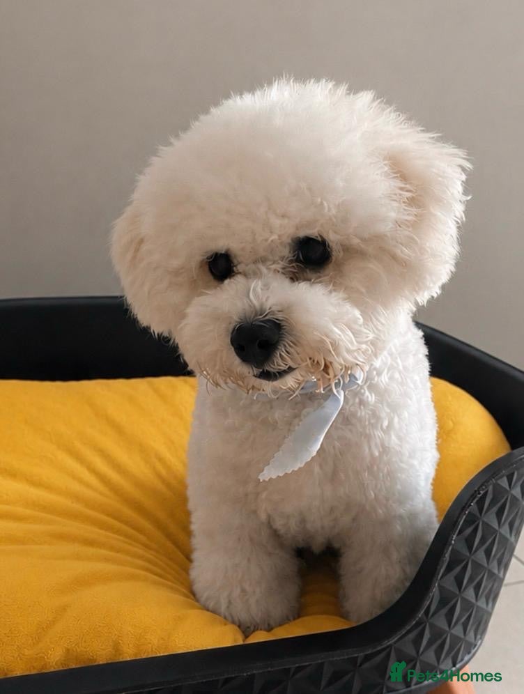 Bichon Frise dogs Beautiful bichon frisee puppies - Advert 7