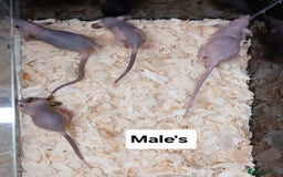 Rat rodents for sale: Naked ( Hairless ) Rat's Males & Females - Image 3