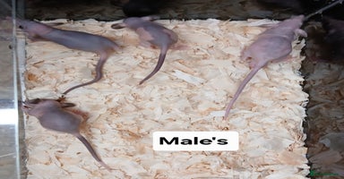 Rat rodents - Advert 8