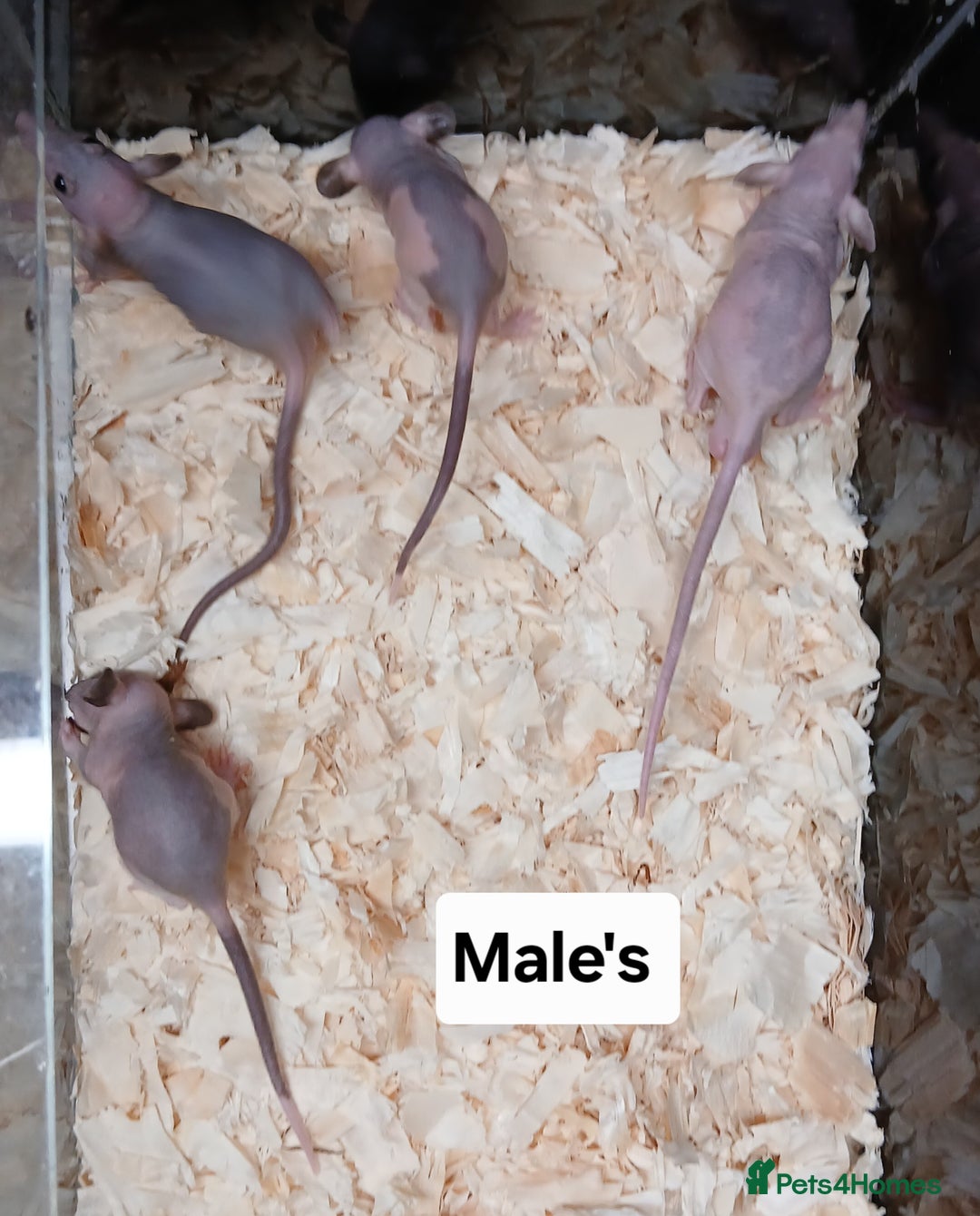 Rat rodents for sale: Naked ( Hairless ) Rat's Males & Females - Image 3