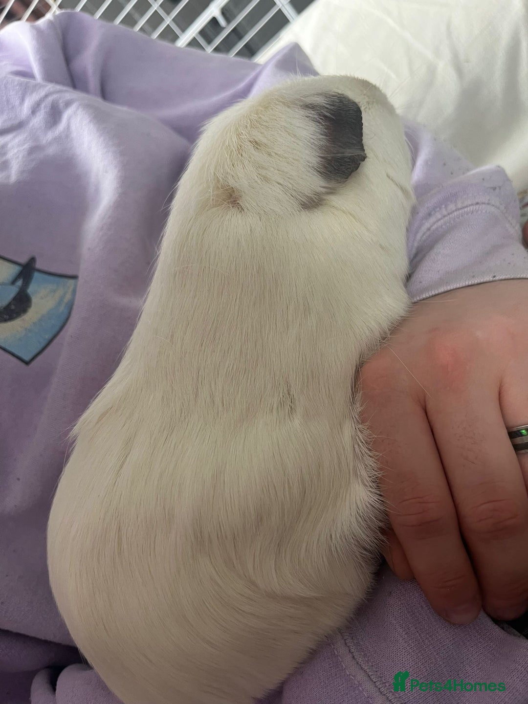 Guinea Pig rodents for sale: 2x Female Guinea pigs - Image 8