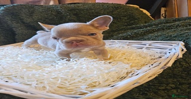 French Bulldog dogs - Advert 13