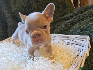 French Bulldog dogs - Advert 7