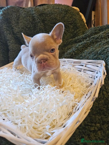 French Bulldog dogs - Advert 2