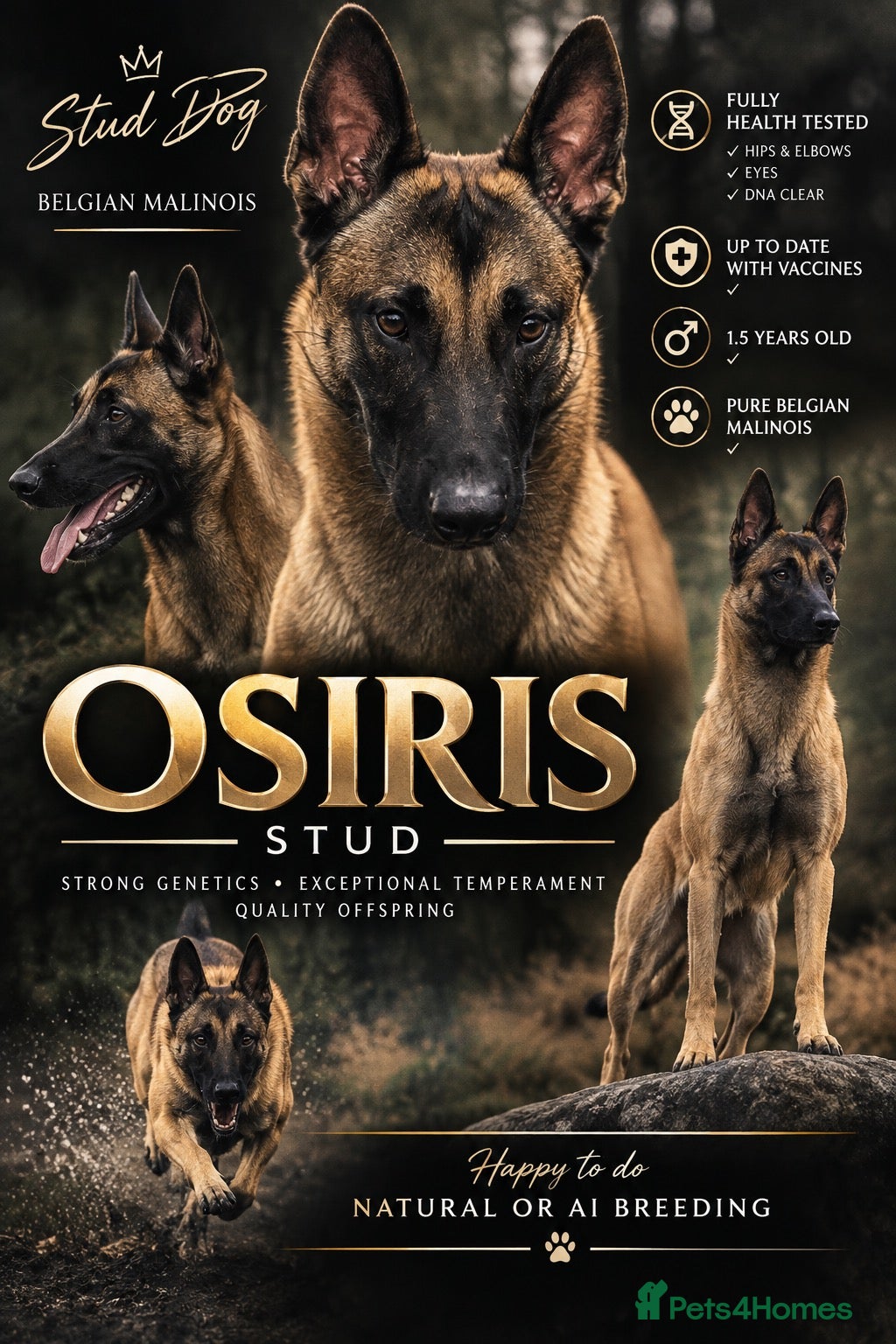 Belgian Shepherd Dog dogs OSIRIS STUD ONLY !  - Advert 5