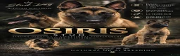 Belgian Shepherd Dog dogs for stud: OSIRIS STUD ONLY !  in Rotherham - Advert 1
