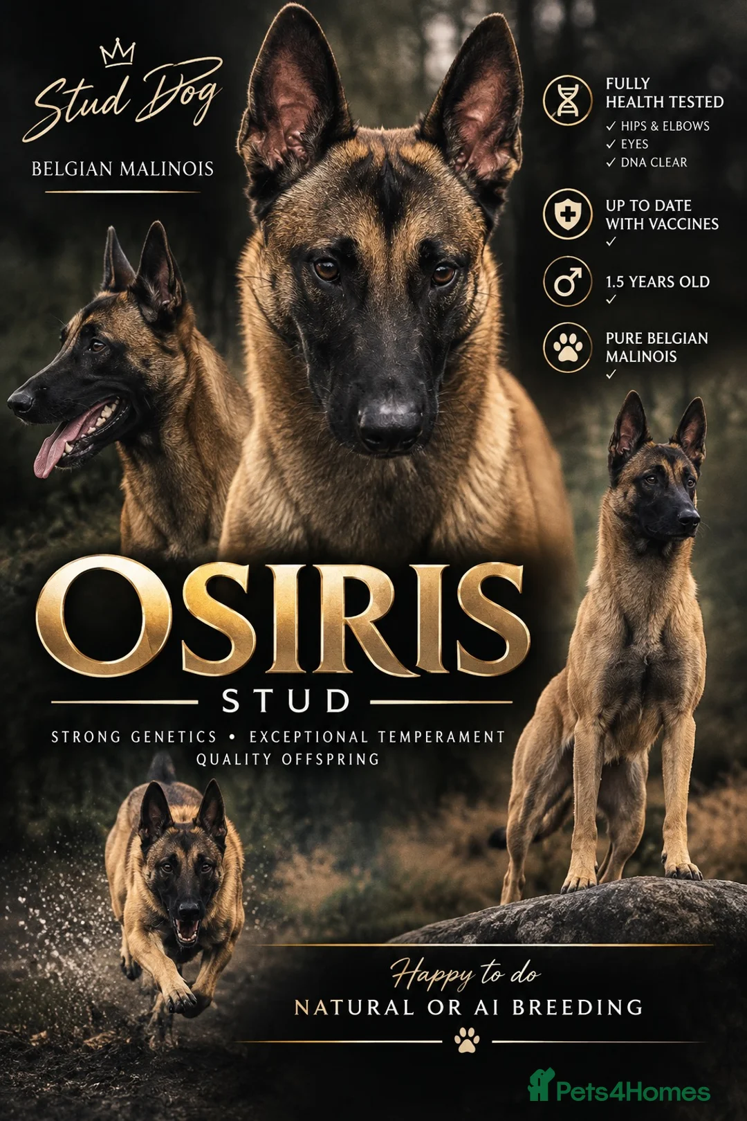 Belgian Shepherd Dog dogs for stud: OSIRIS STUD ONLY !  in Rotherham - Advert 1