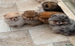 Pomeranian dogs for sale: 🧸🐾 Our Fluffy Pomeranian Puppies for Sale ✨💛 - Image 4