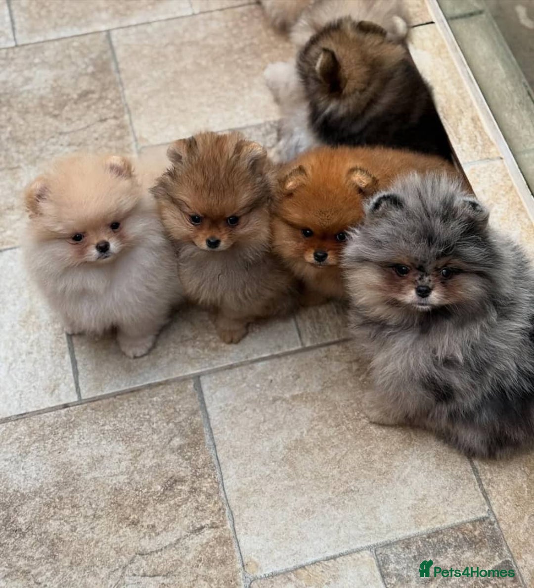 Pomeranian dogs for sale: 🧸🐾 Our Fluffy Pomeranian Puppies for Sale ✨💛 - Image 4