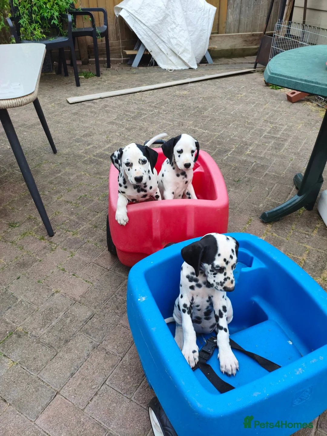 Dalmatian dogs for sale: 1 boy , 2 girls left  - Advert 2