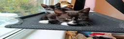 Mixed Breed cats for sale: Adorable Kittens Looking for Loving Homes - Advert 4
