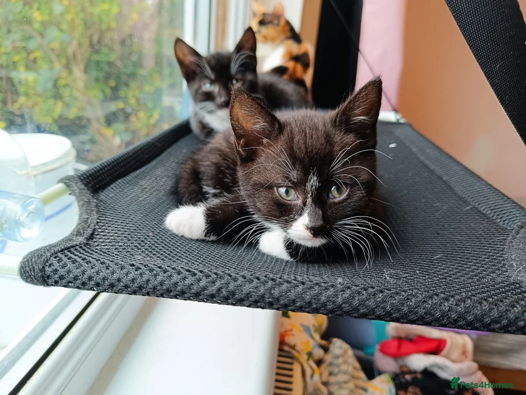 Mixed Breed cats for sale: Adorable Kittens Looking for Loving Homes - Advert 4
