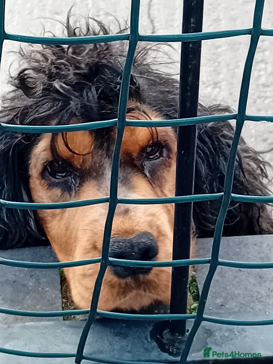 Cockapoo dogs for sale: 5 beautiful cockapoo's - Image 36