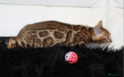 Bengal cats for sale: Beautiful Bengal kittens - Image 5